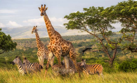 South African photo safari